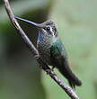 Colibri de Rivoli