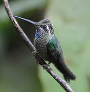 Rivoli's Hummingbird