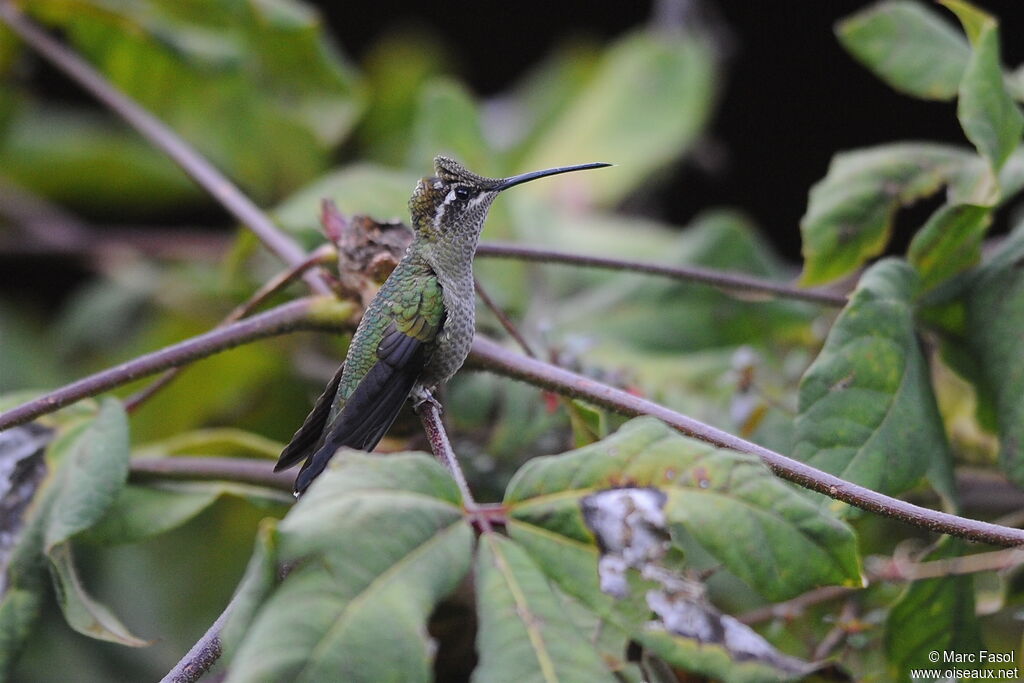 Colibri de Rivoli femelle subadulte, identification