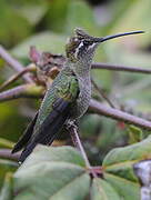 Colibri de Rivoli