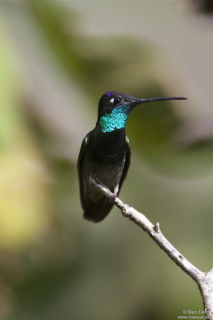 Colibri de Rivoli mâle adulte nuptial, identification