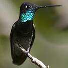 Colibri de Rivoli