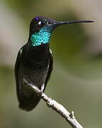 Rivoli's Hummingbird