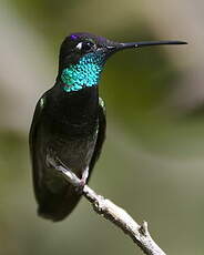 Colibri de Rivoli