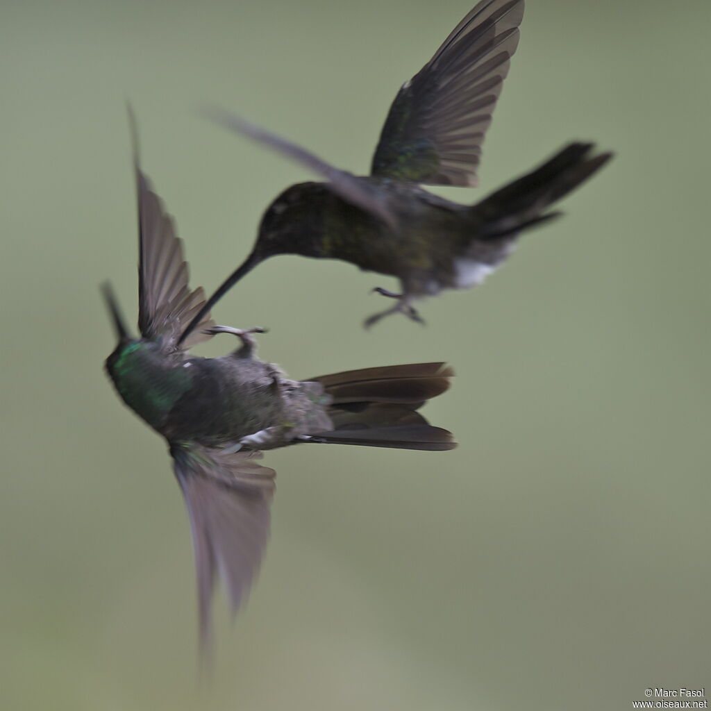 Rivoli's Hummingbirdadult, identification, Behaviour