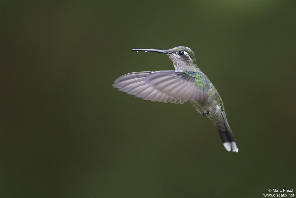 Rivoli's Hummingbird female adult, Flight