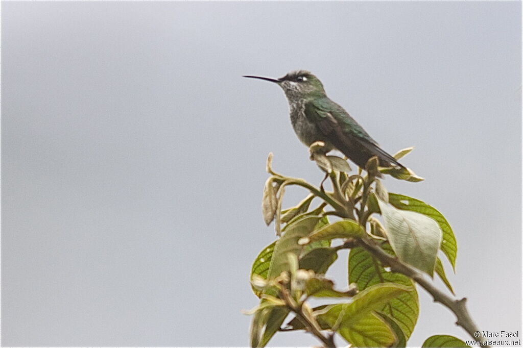 Spot-throated Hummingbirdadult, identification