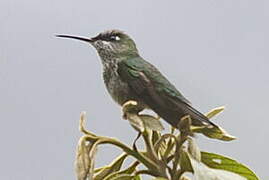 Spot-throated Hummingbird