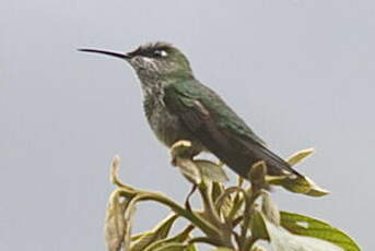 Colibri de Taczanowski