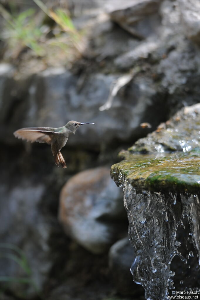 Colibri de Tumbesadulte, Vol, Comportement