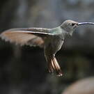 Colibri de Tumbes