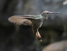 Colibri de Tumbes