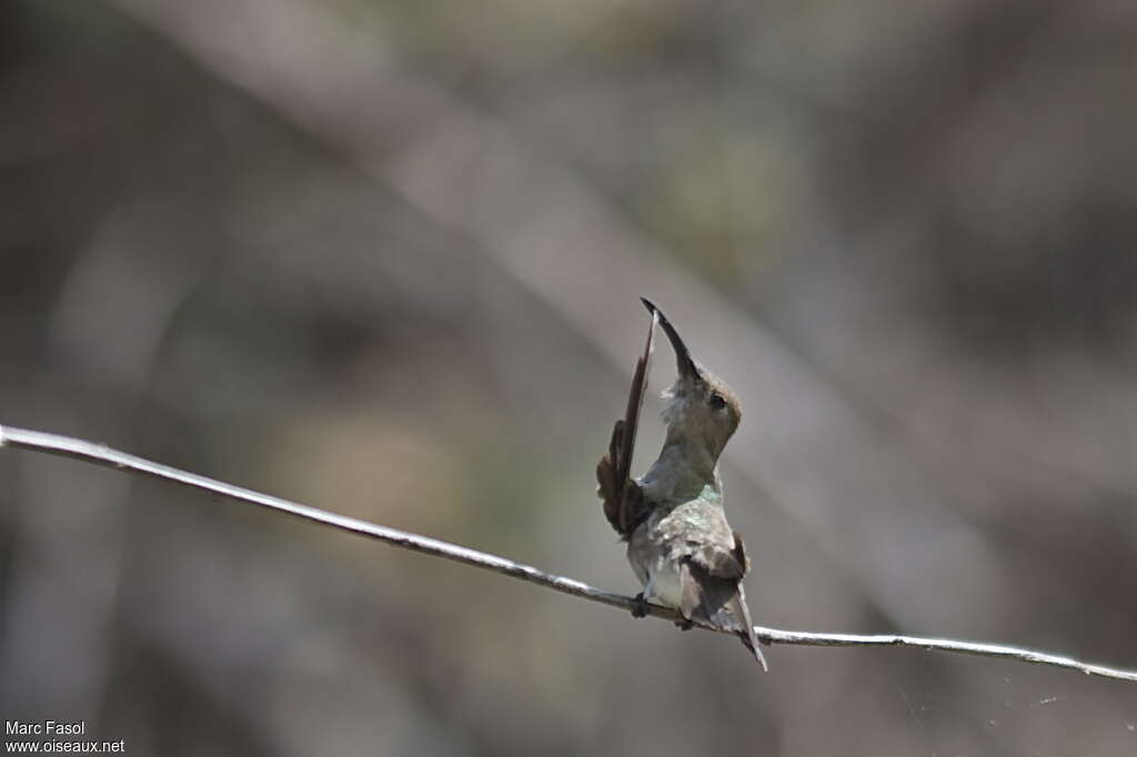 Colibri de Tumbesadulte, identification, Comportement