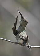 Tumbes Hummingbird