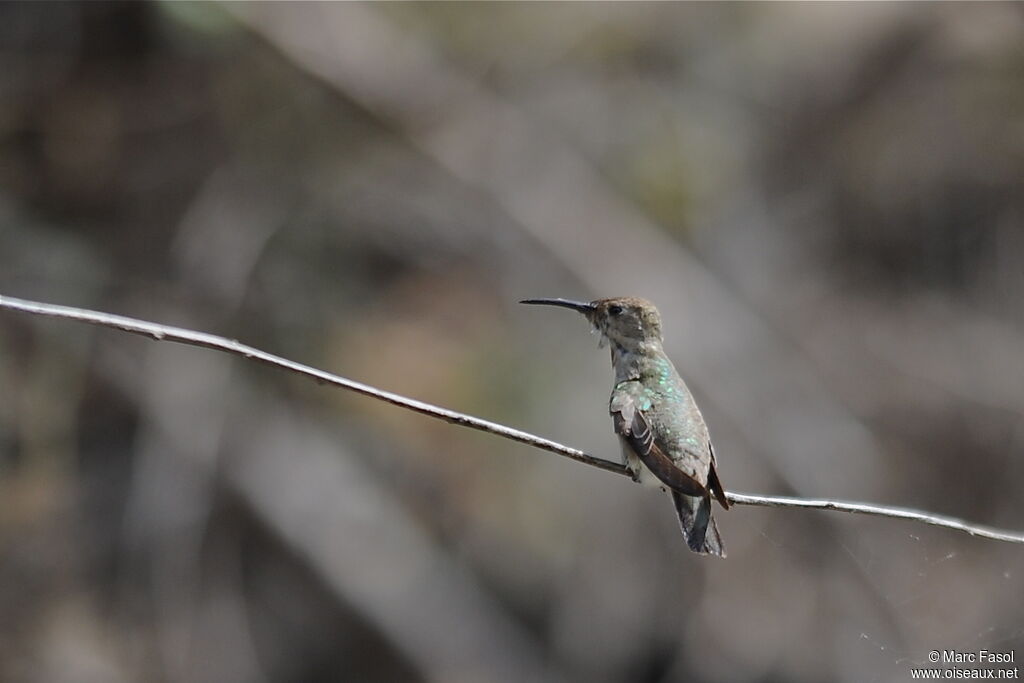 Tumbes Hummingbirdadult, identification