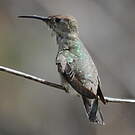 Colibri de Tumbes