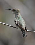 Colibri de Tumbes