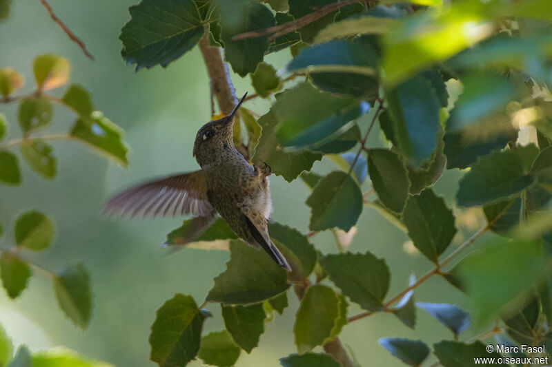 Green-backed Firecrown male adult, Flight