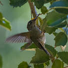 Colibri du Chili