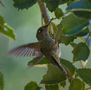 Green-backed Firecrown