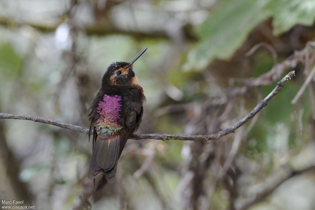 Colibri étincelantadulte, pigmentation