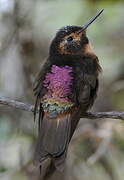 Colibri étincelant