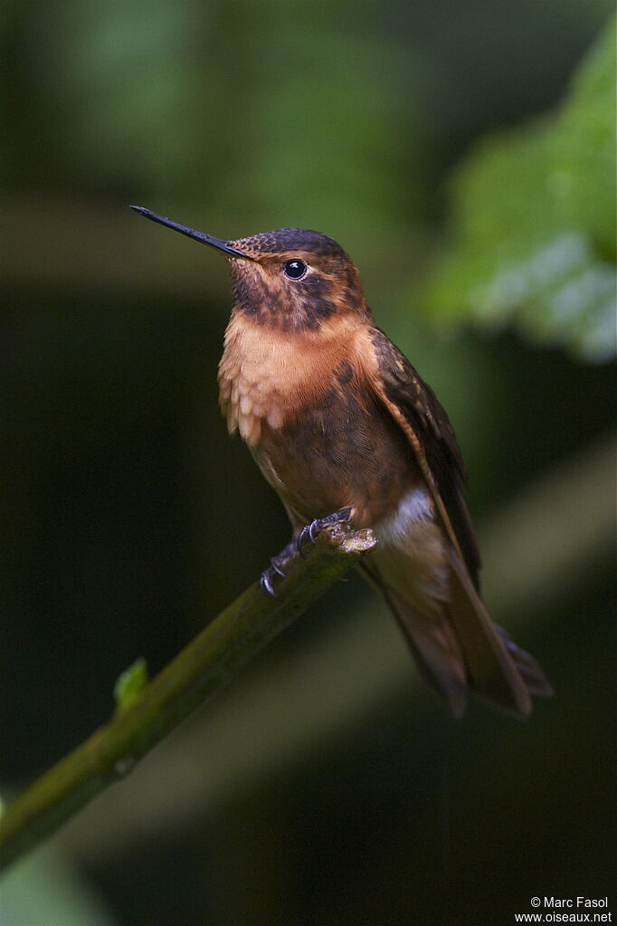 Colibri étincelantadulte, identification