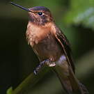 Colibri étincelant