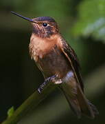 Colibri étincelant