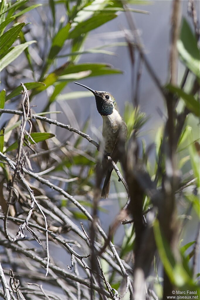 Purple-collared Woodstar male adult, identification