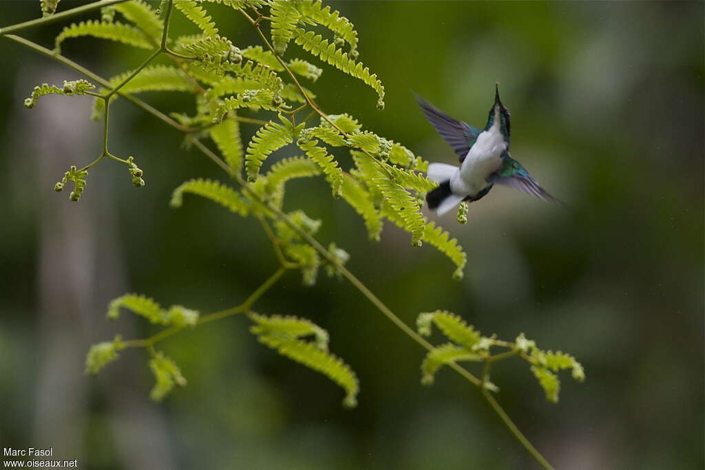 Purple-crowned Fairyadult, pigmentation, Flight