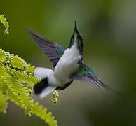 Purple-crowned Fairy