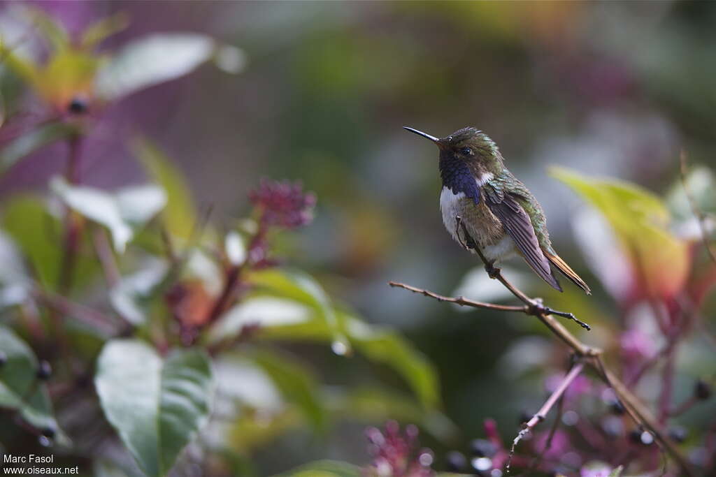 Colibri flammule mâle adulte, identification