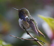 Volcano Hummingbird