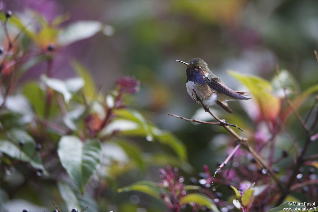 Colibri flammule mâle adulte, identification