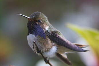 Colibri flammule