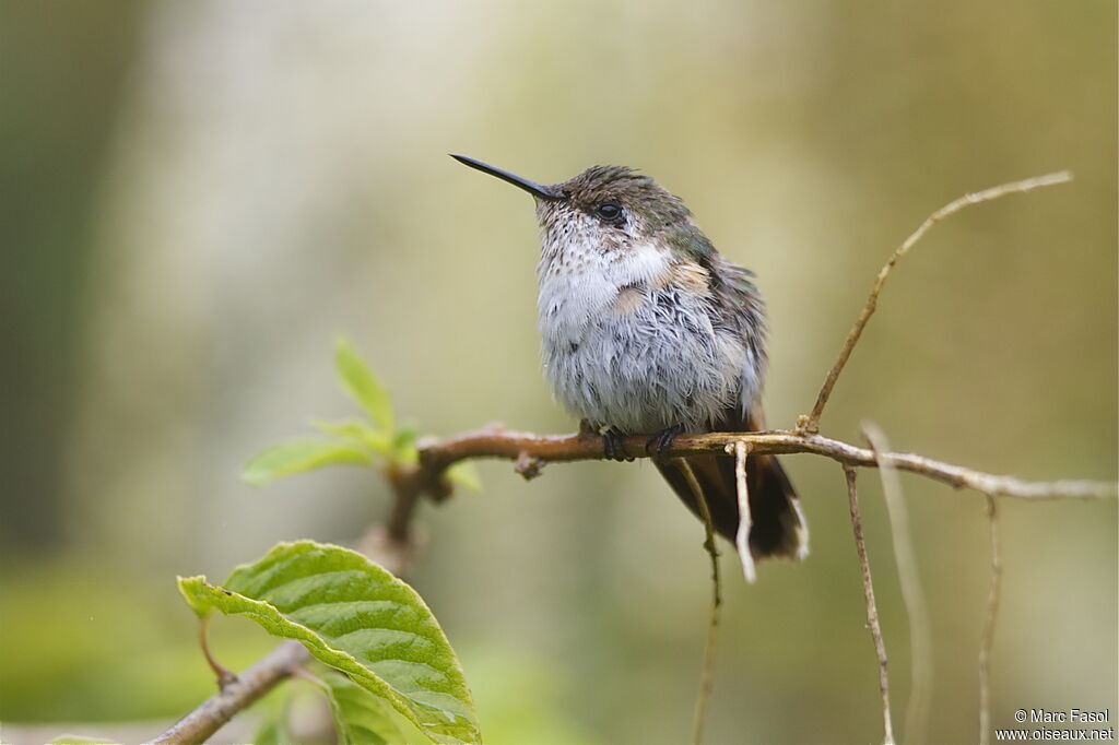 Colibri flammule femelle, identification