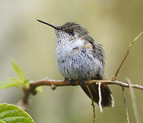 Volcano Hummingbird