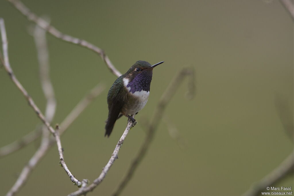 Colibri flammule mâle adulte, identification