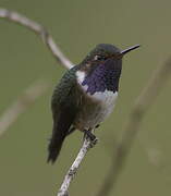 Volcano Hummingbird