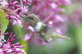 Volcano Hummingbird