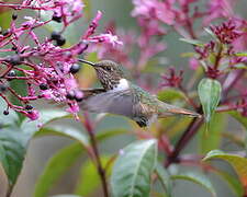 Volcano Hummingbird