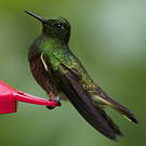 Colibri flavescent