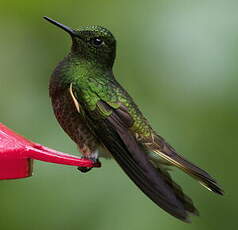 Colibri flavescent