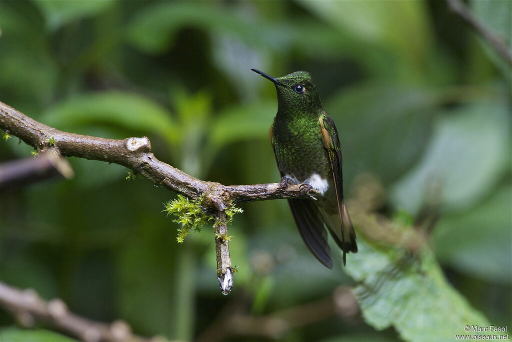 Buff-tailed Coronetadult, identification