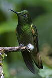 Colibri flavescent
