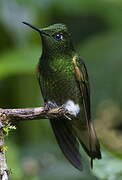 Buff-tailed Coronet