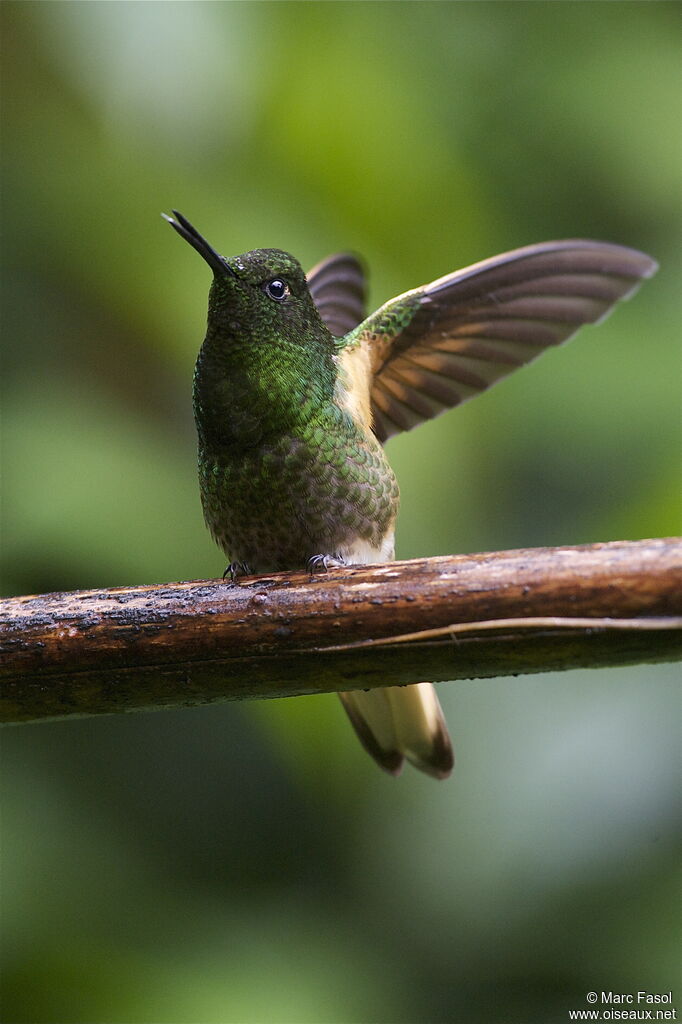 Buff-tailed Coronetadult, Flight