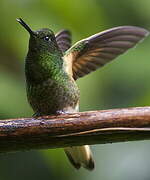 Buff-tailed Coronet