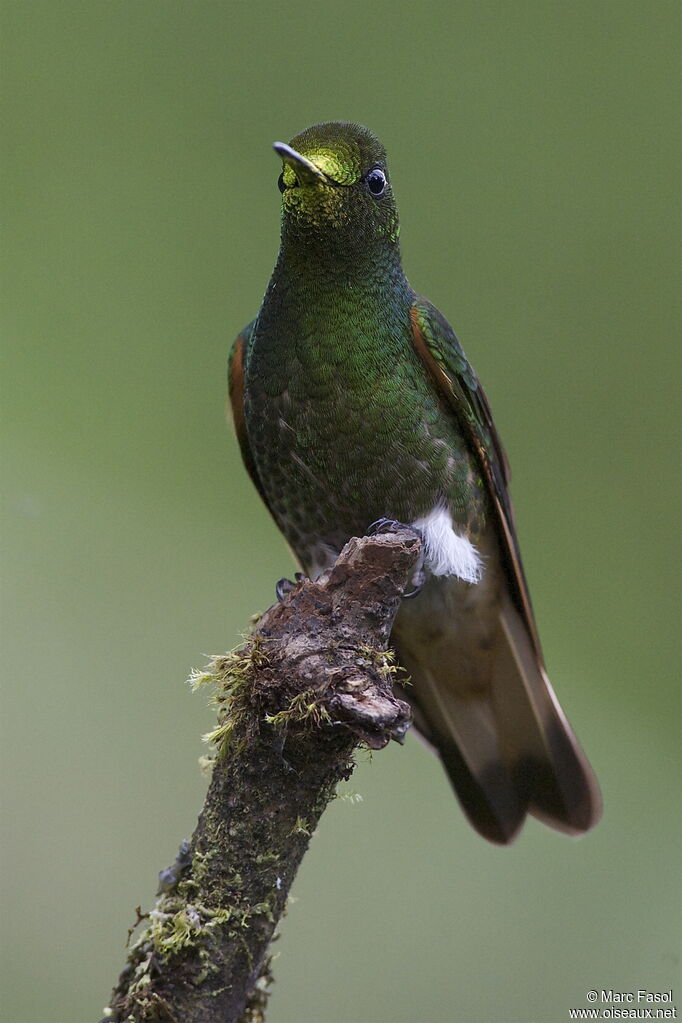 Buff-tailed Coronetadult, identification